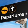Turns Out Geese Were Gassed At JFK Airport